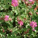 Geranium macrorrhizum